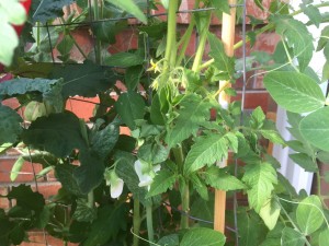 And even the first tomato flowers.