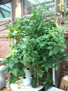Tower Garden first ripe tomato May 13